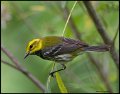 _6SB1590 black-throated green warbler